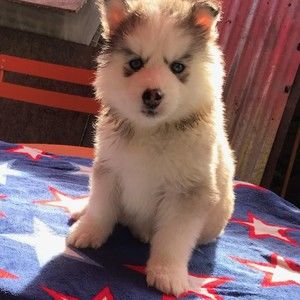 Meet your Posher, Benny